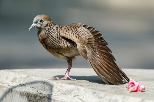 Merawat Burung Perkutu